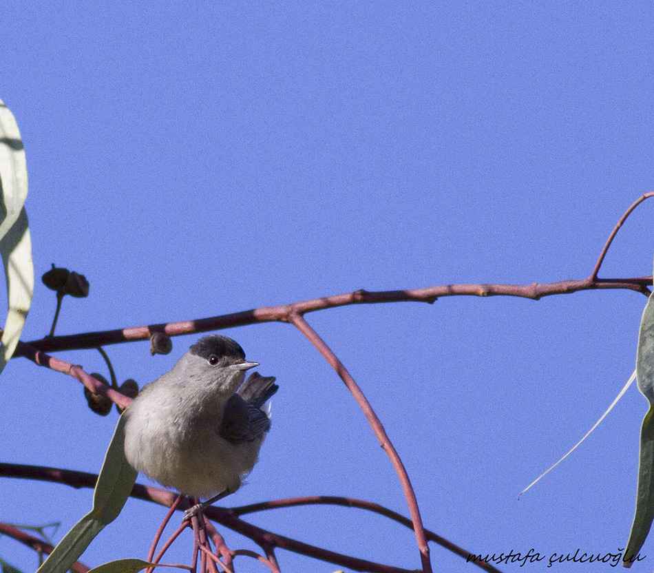 Eurasian Blackcap